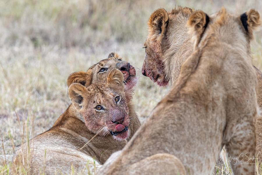 Lion Photograph - After Dinner Grooming by Jeffrey C. Sink
