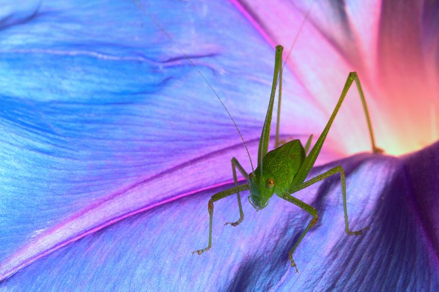 Grasshopper Photograph - After Dinner by Jimmy Hoffman