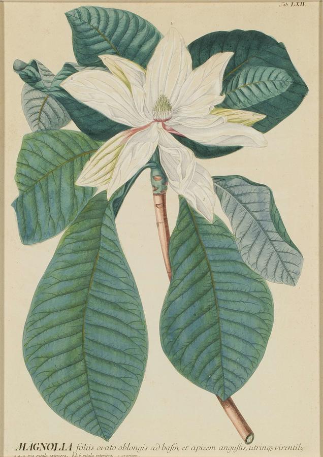 AFTER GEORG DIONYSIUS EHRET 1708-1770 BY JOHANN JAKOB HAID 1704 - 1767 Magnolia, from Plantae Se Painting by Johann Jakob Haid