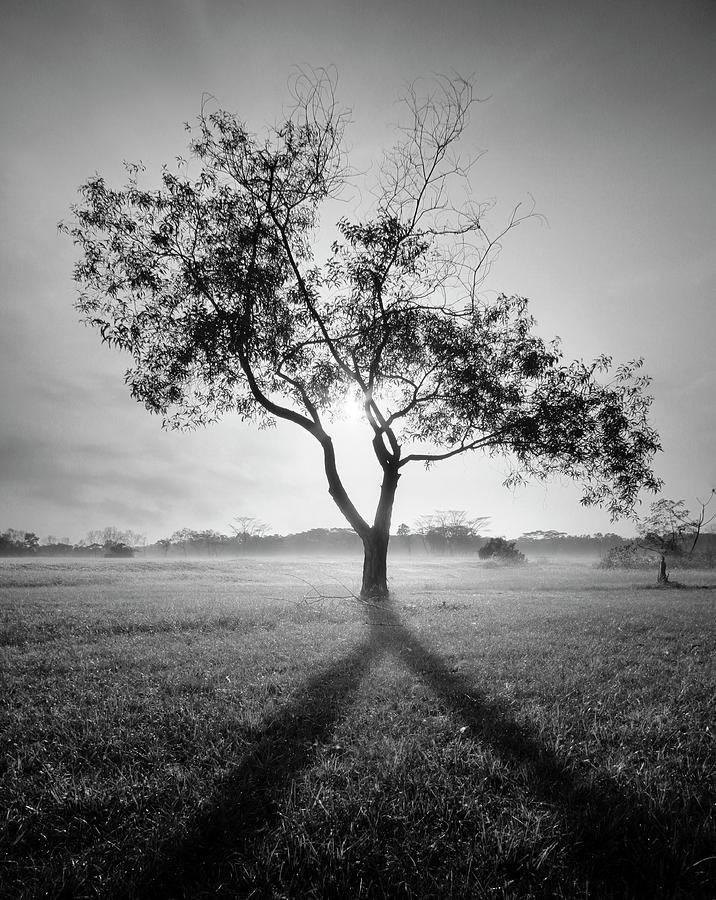 After Life Tree Photograph by Photography By Stefan Mark