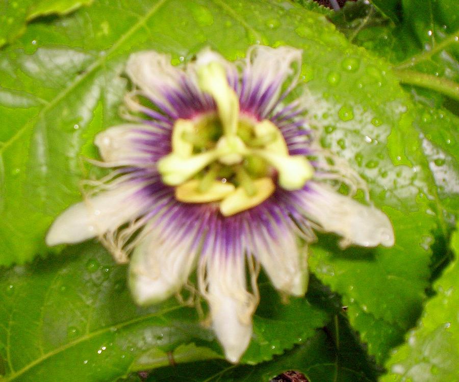 After Rain by Winsome Gunning After Rain by Winsome Gunning