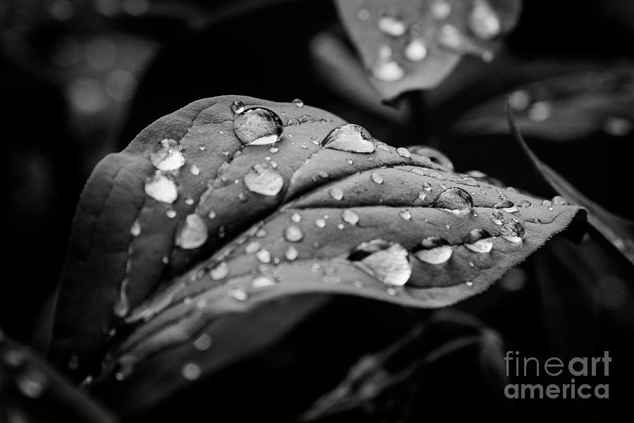 After the Rain Photograph by Melissa Lipton
