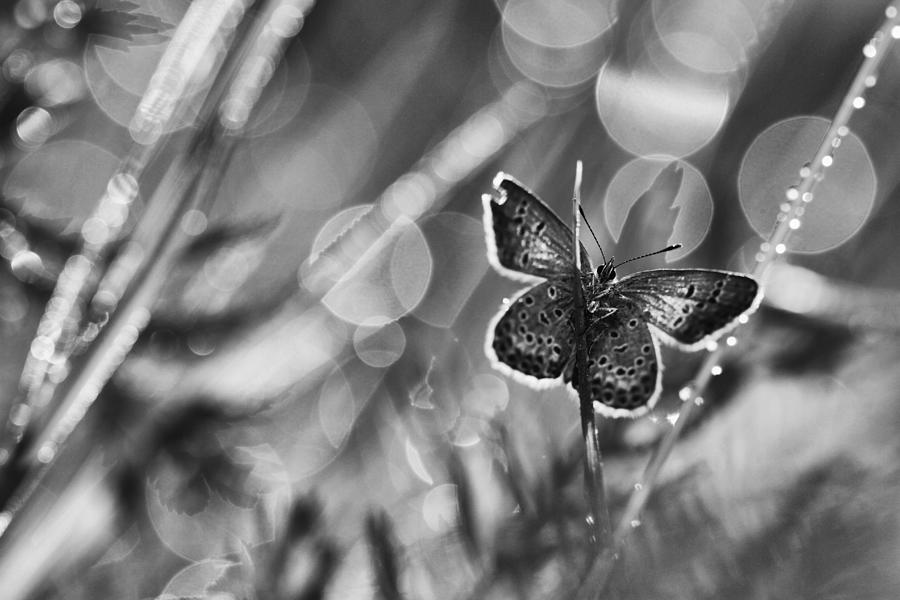 Butterfly Photograph - ...after The Rain... by Pali Gerec