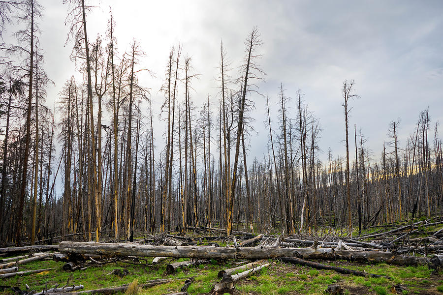 Yellowstone National Park Photograph - Aftermath Of A Wildfire In A Forest by Cavan Images