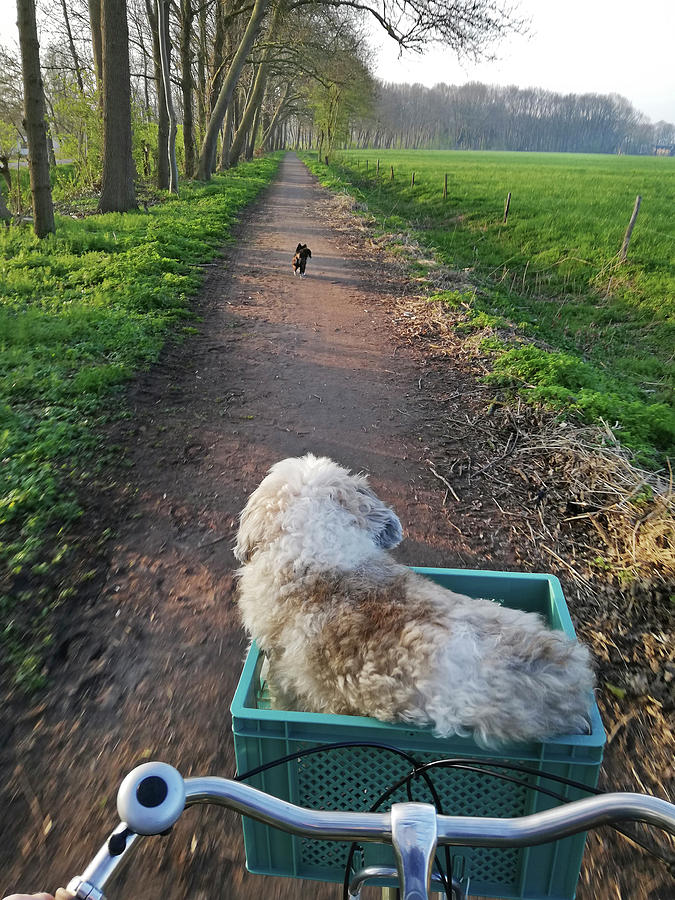 Nature Photograph - Afternoon Bike Ride With My Two Dogs In The Park. by Cavan Images