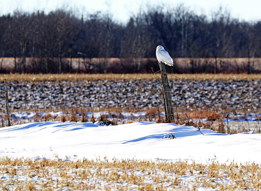 Afternoon Delight Snowy Owl Photograph by Debbie Oppermann