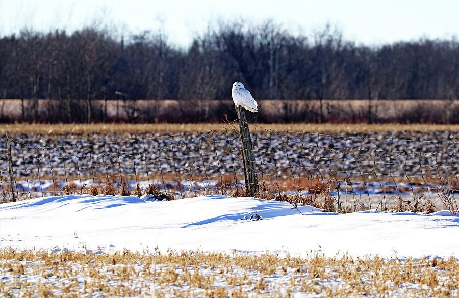 Afternoon Delight With Snowy Owl Photograph by Debbie Oppermann