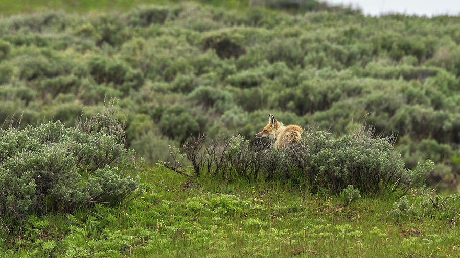 Afternoon Fox Hunt Photograph by Yeates Photography