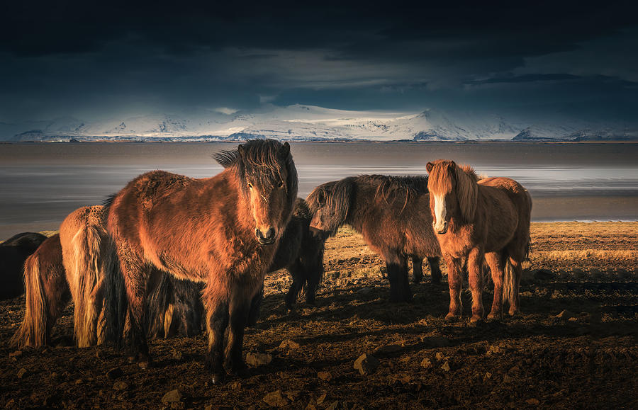 Afternoon Lighting In Iceland Photograph by Yimei Sun
