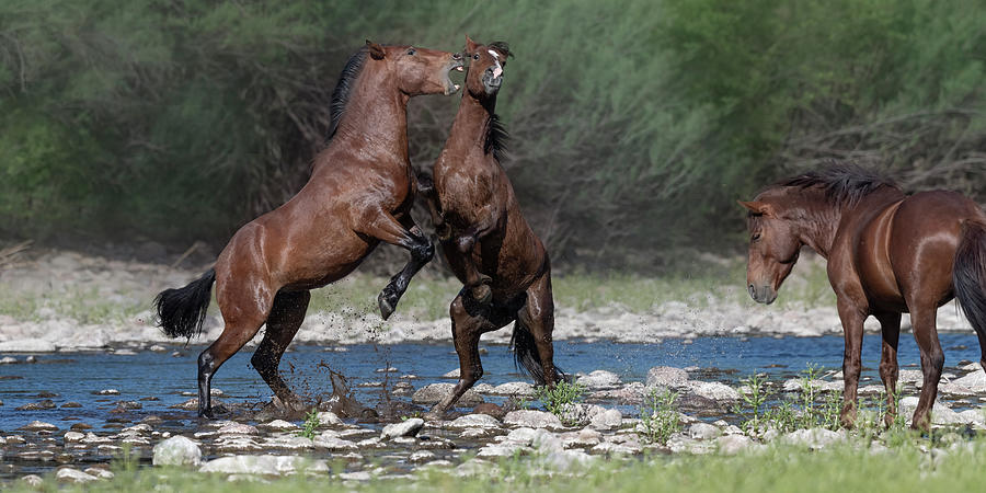 Afternoon Stallion Spat. Photograph by Paul Martin