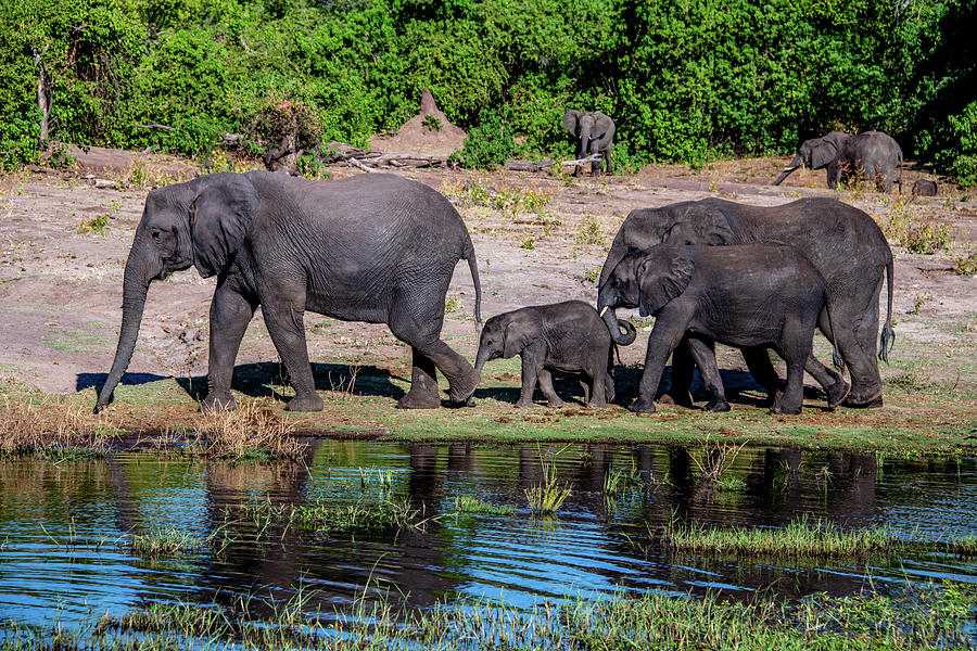 Afternoon Stroll Along the Chobe River Photograph by Marcy Wielfaert