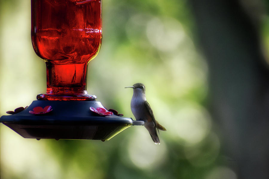 Afternoon Summer Hummer Photograph by Thomas Woolworth