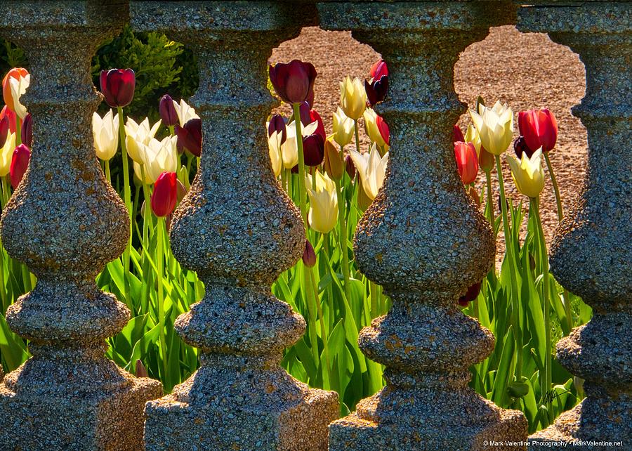 Afternoon Tulips Photograph by Mark Valentine