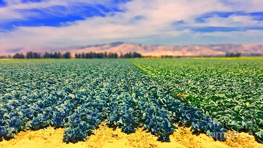AG Field Crop Salinas Valley Mixed Media by Michael Bobay