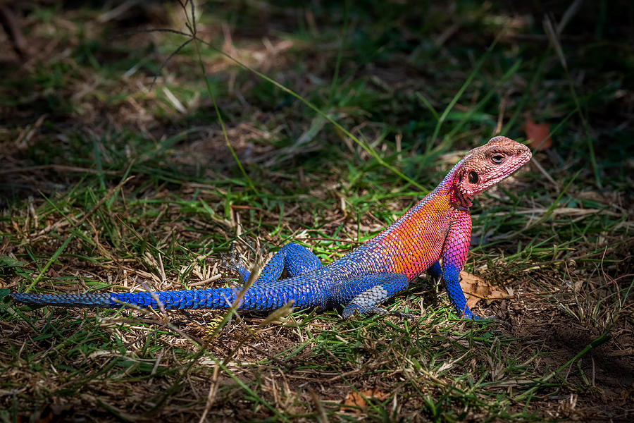 Agama Lizard Photograph by Jeffrey C. Sink