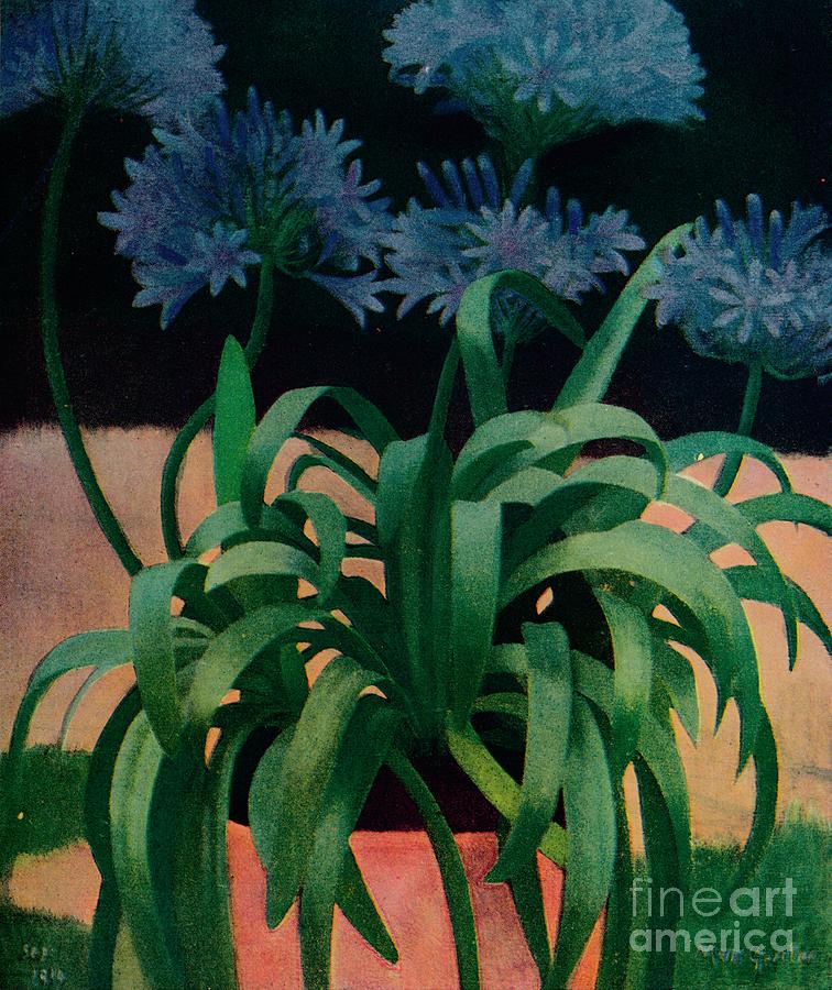 Still Life Drawing - Agapanthus, 1914, C1932 by Print Collector