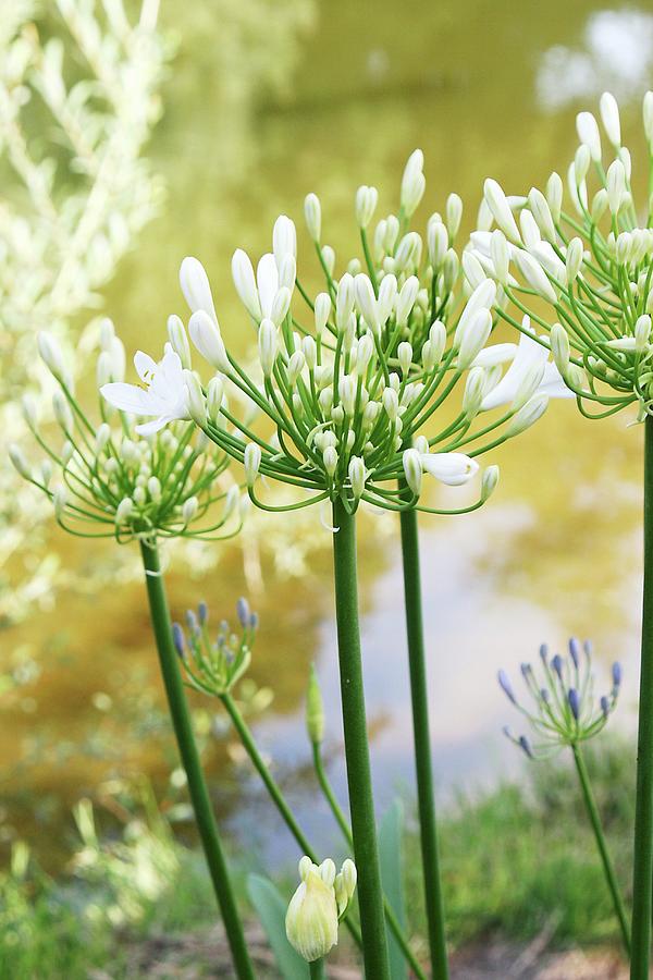 Agapanthus Flowers Photograph by Alexandra Panella