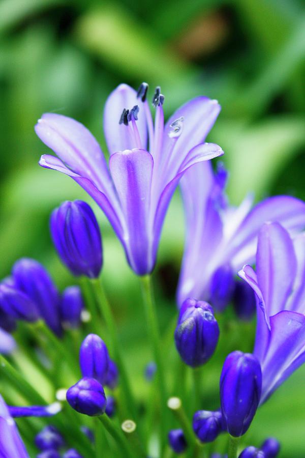 Agapanthus Photograph by Great Stock!