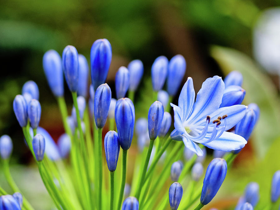 Agapanthus Photograph by Kyle Lin