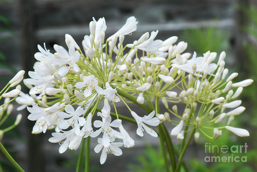 Agapanthus white Heaven Photograph by Adrian Thomas/science Photo Library