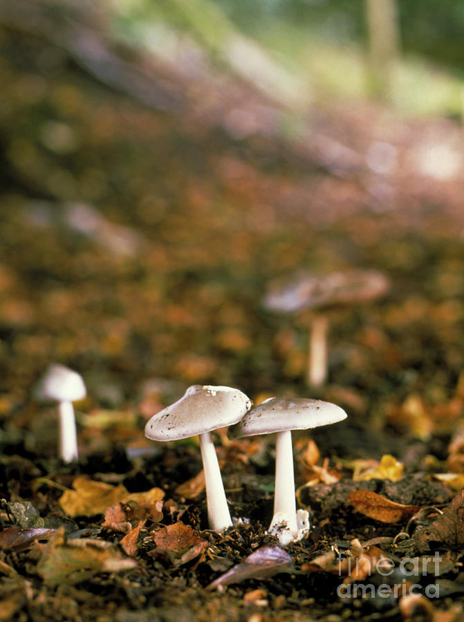 Nature Photograph - Agaric Mushrooms by Vaughan Fleming/science Photo Library