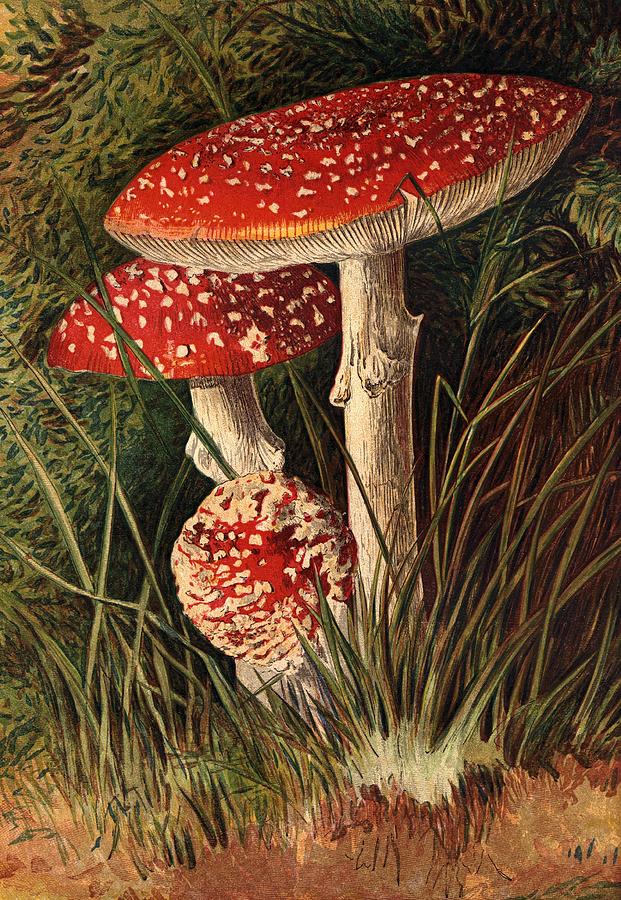 Agaricus Muscaricus Photograph by Hulton Archive