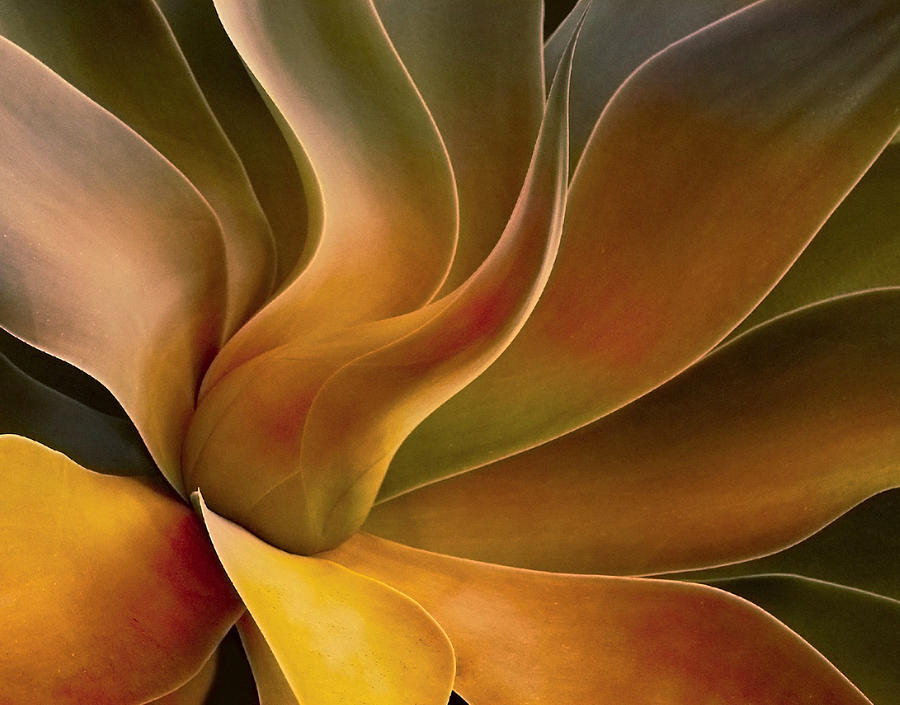 Still Life Photograph - Agave Abstract 2023 by Robin Wechsler