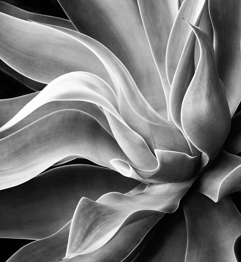 Agave Abstract, Summer 2022 Photograph by Robin Wechsler