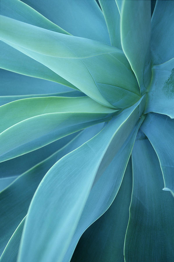 Agave Agave Havardiana Close-up Photograph by Adam Smith