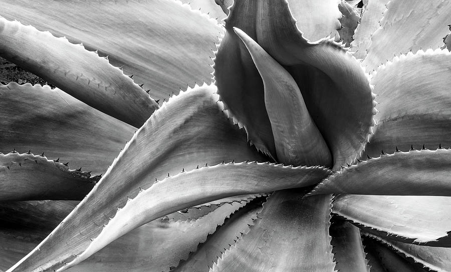 Black And White Photograph - Agave Americana by Moises Levy