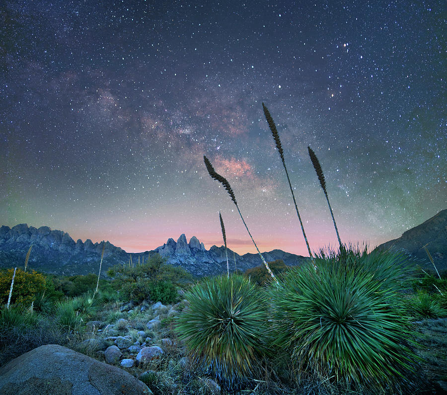 Agave At Night, Organ Mountains-desert Peaks Nm, New Mexico Photograph by Tim Fitzharris