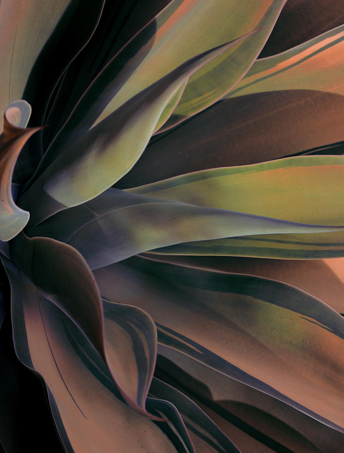 Abstract Photograph - Agave At Sunrise by Robin Wechsler
