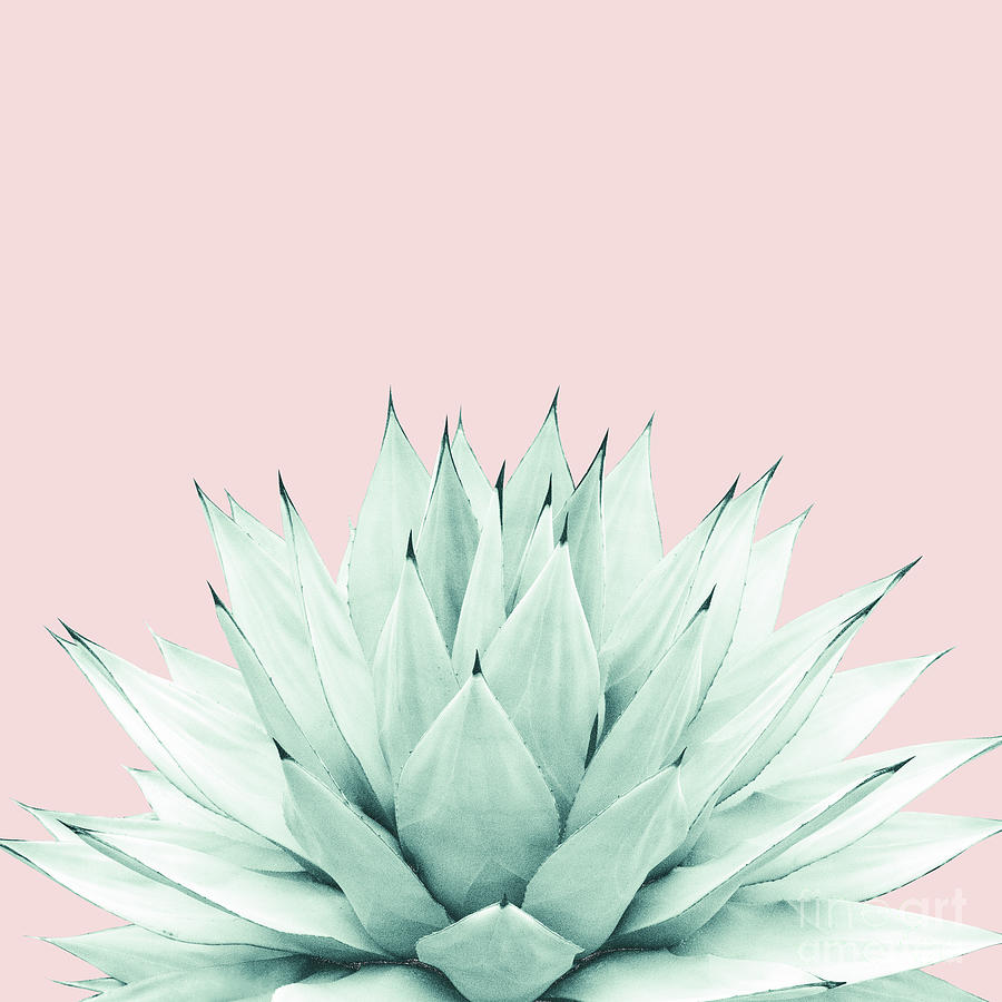 Nature Photograph - Agave Blush Summer Vibes #2 #tropical #decor #art by Anitas and Bellas Art