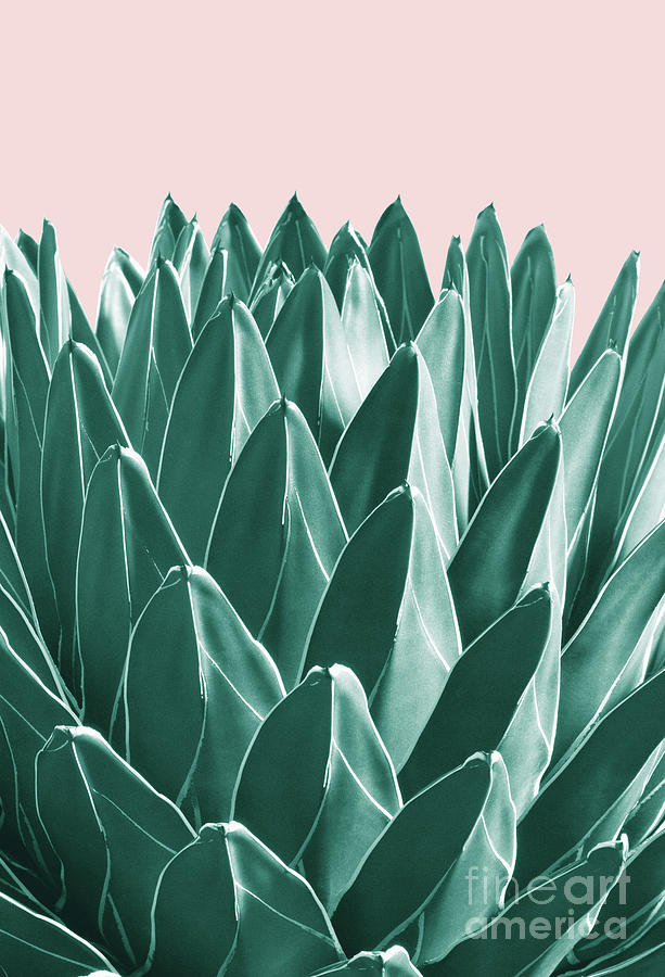 Nature Photograph - Agave Chic #1 #succulent #decor #art by Anitas and Bellas Art