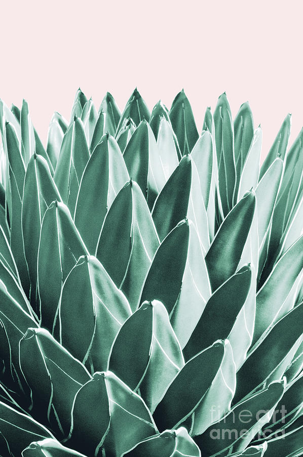 Nature Mixed Media - Agave Chic #10 #succulent #decor #art  by Anitas and Bellas Art