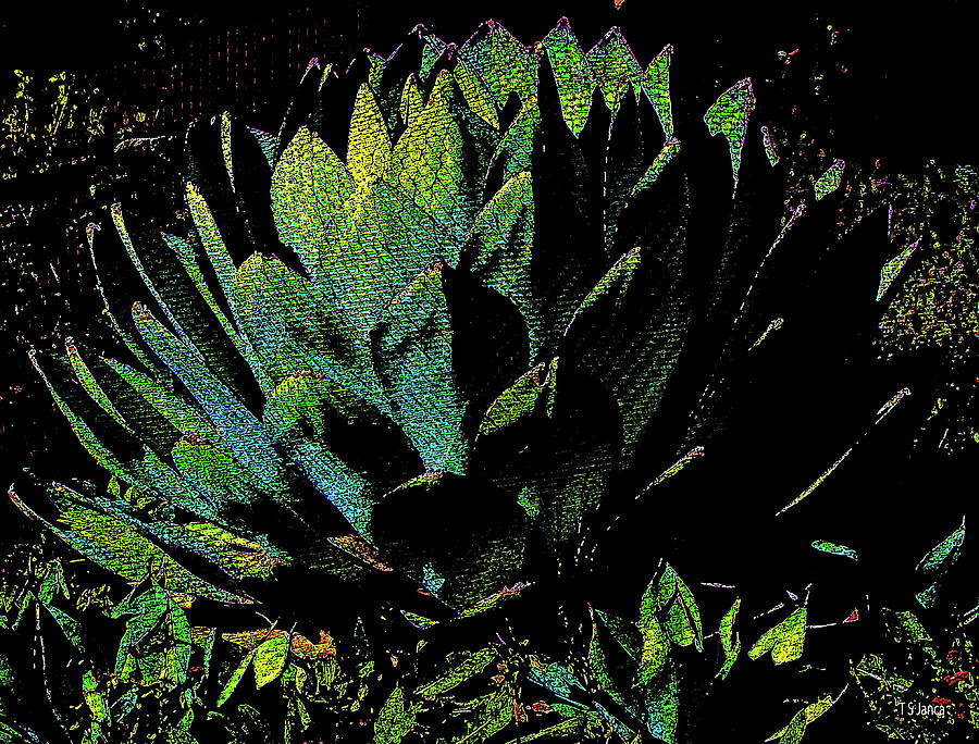 Agave Color Abstract Digital Art by Tom Janca