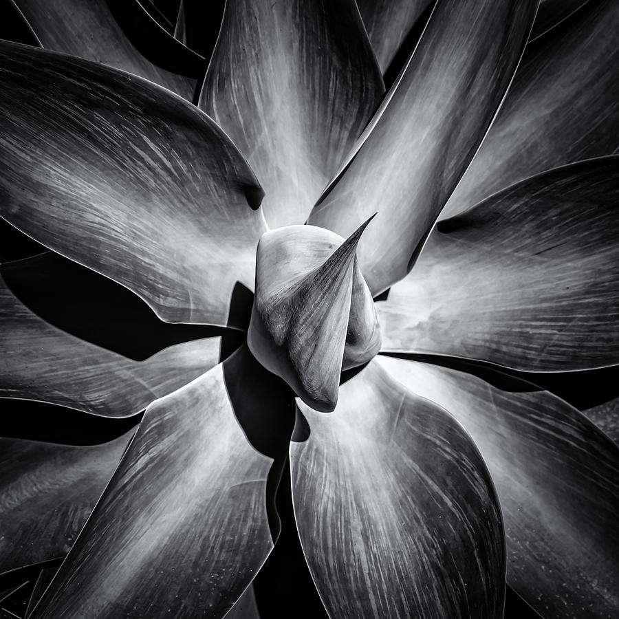 Black And White Photograph - Agave by Dieter Walther
