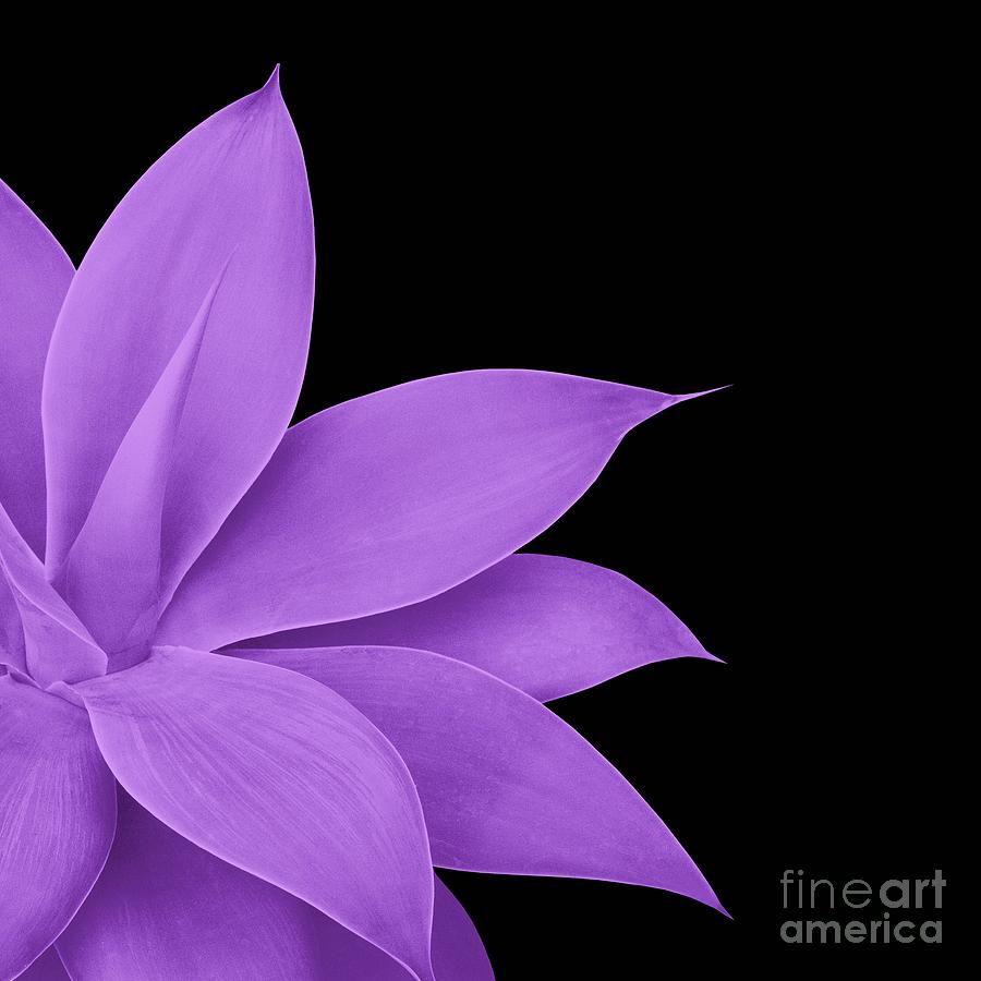 Nature Mixed Media - Agave Finesse #10 - Purple on Black #tropical #decor #art by Anitas and Bellas Art