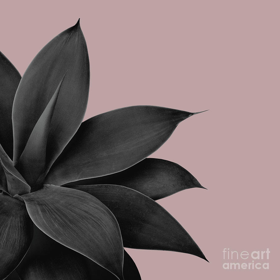 Agave Finesse #14 #tropical #decor #art Mixed Media by Anitas and ...