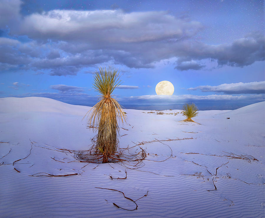 Agave Full Moon Photograph by Tim Fitzharris