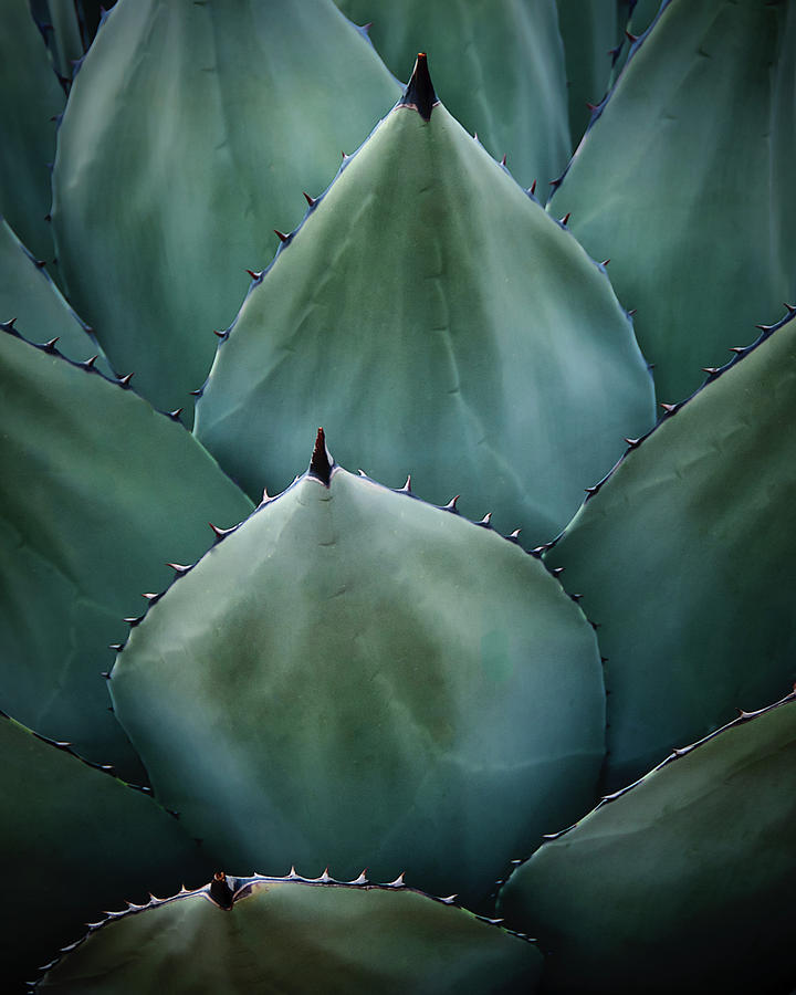 Agave Symmetry by Flying Z Photography by Zayne Diamond Agave Symmetry by Flying Z Photography by Zayne Diamond