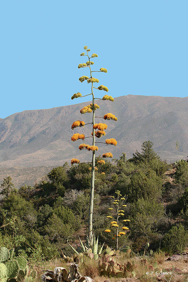 Agave In Full Bloom Just Over The Edge Of The Mesa Digital Art by Tom Janca