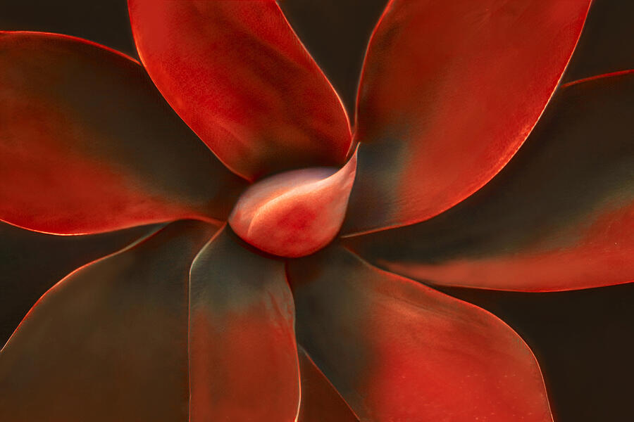 Abstract Photograph - Agave In Red by Robin Wechsler