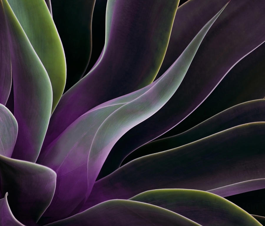Abstract Photograph - Agave In Summer by Robin Wechsler