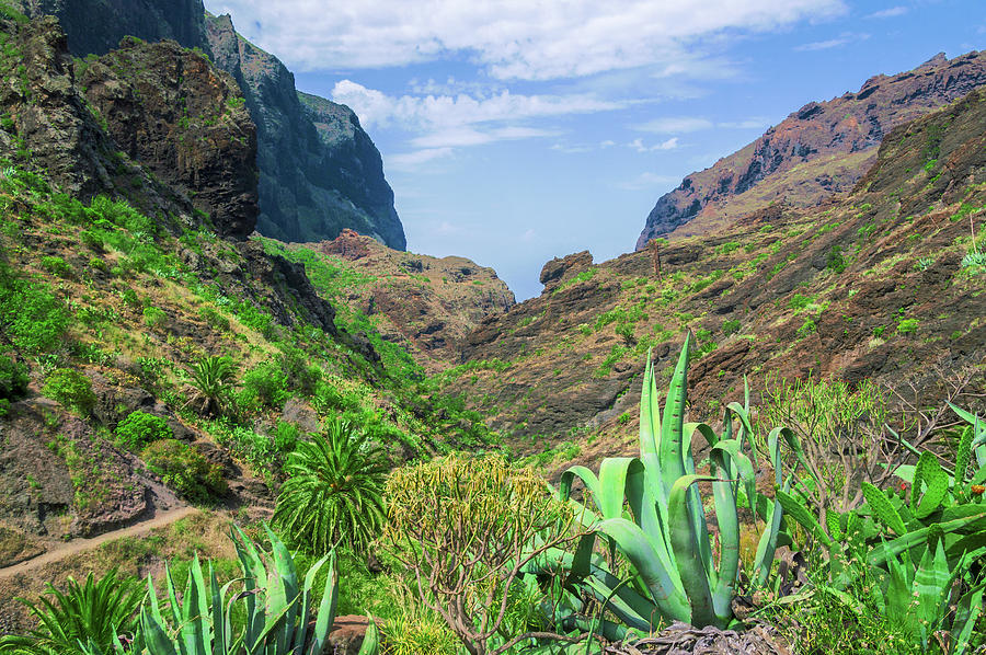 Agave in the Teno massif by Sun Travels Agave in the Teno massif by Sun Travels