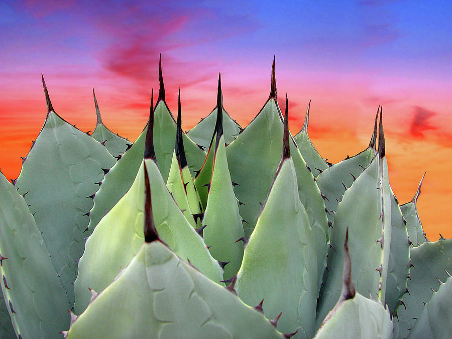 Agave Photograph by Kimberly Hosey