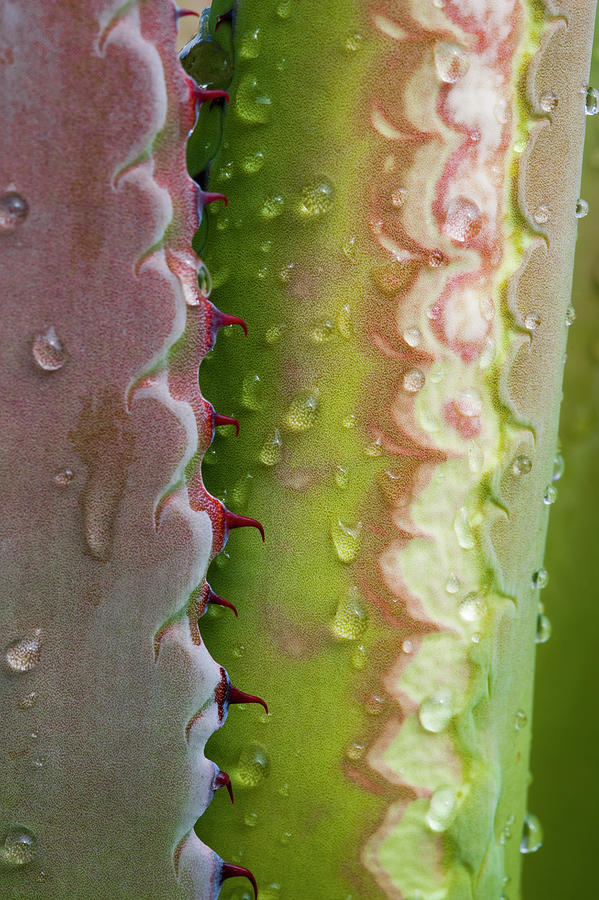 Agave Leaf With Dew Photograph by Jeff Foott