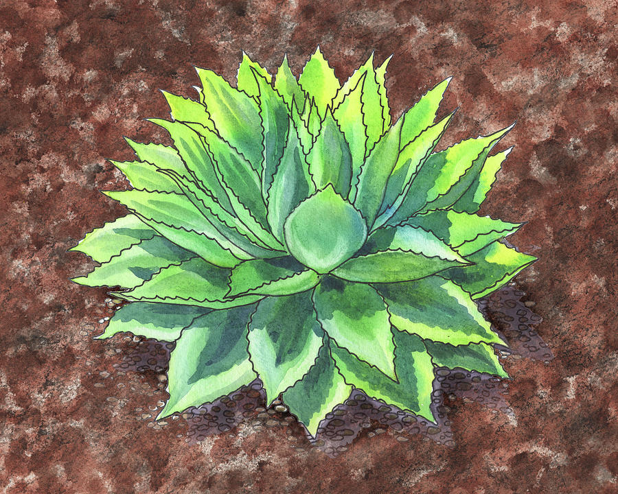Agave Ovatifolia Succulent Plant Garden Watercolor  Painting by Irina Sztukowski