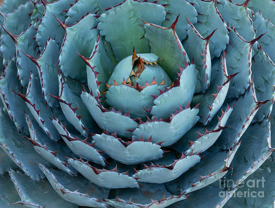Agave Parryi Photograph by Eva Lechner