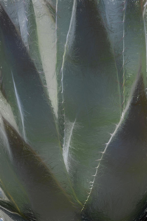 Agave Photograph by Peter Tellone